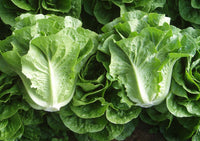 Lettuce- Cos Verdi