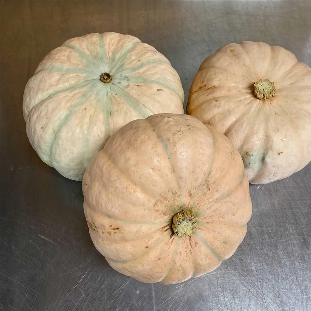 Winter Blush – Organic Kabocha Squash Seed