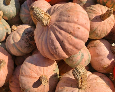 Winter Blush – Organic Kabocha Squash Seed