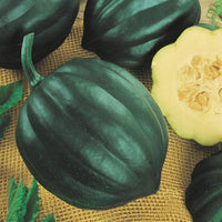 Tiptop PMR – Acorn Squash Seed