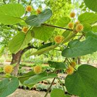 Adina Cordifolia Tree Seeds