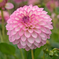 Arbatax Dahlia