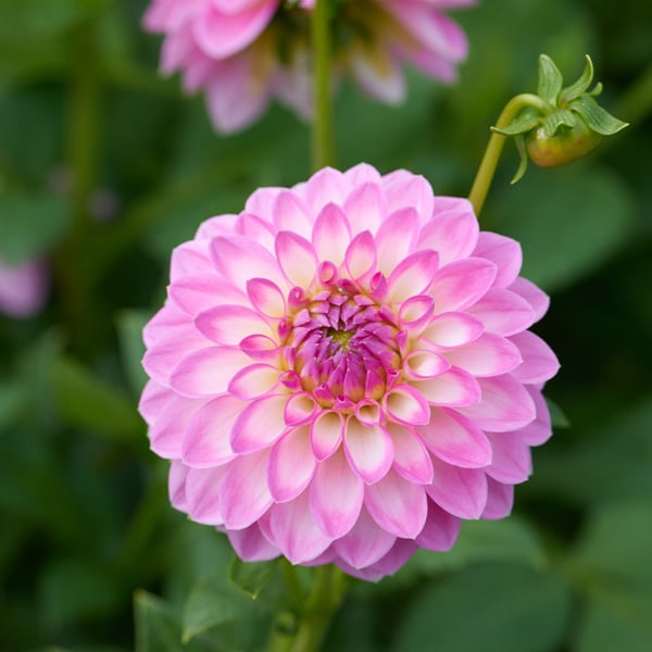 Arbatax Dahlia