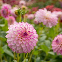 Arbatax Dahlia