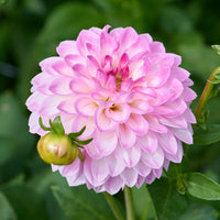 Arbatax Dahlia