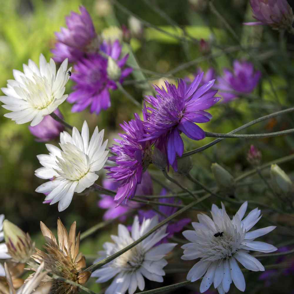 Paper Flower Double Mixture – Heirloom Xeranthemum Seed