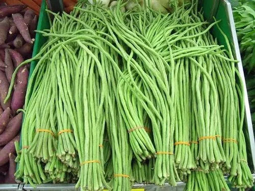 Yard Long Imported Beans Vegetable Seeds