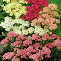 Red Shades – Yarrow Seed