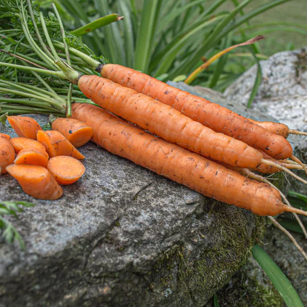 Yaya – Organic Carrot Seed