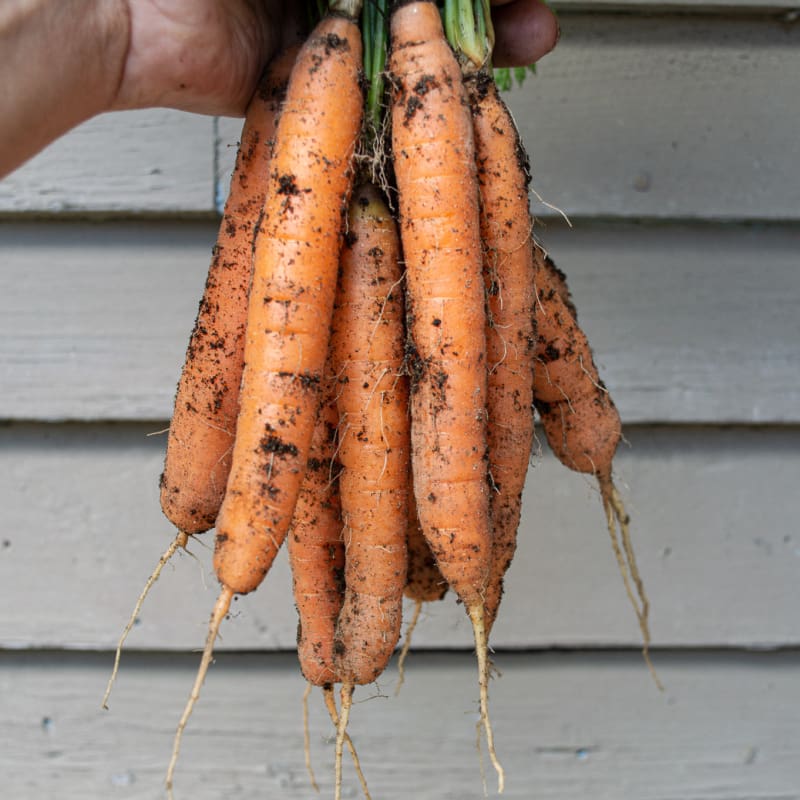 Yaya – Organic Carrot Seed