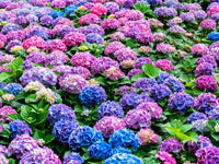 Vanilla Strawberry Panicle Hydrangea Mixed Color Seeds