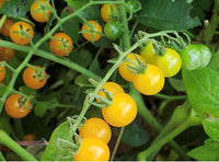 Tomato- Yellow Currant