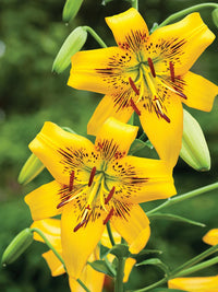 Tiger Lily- Yellow Brush