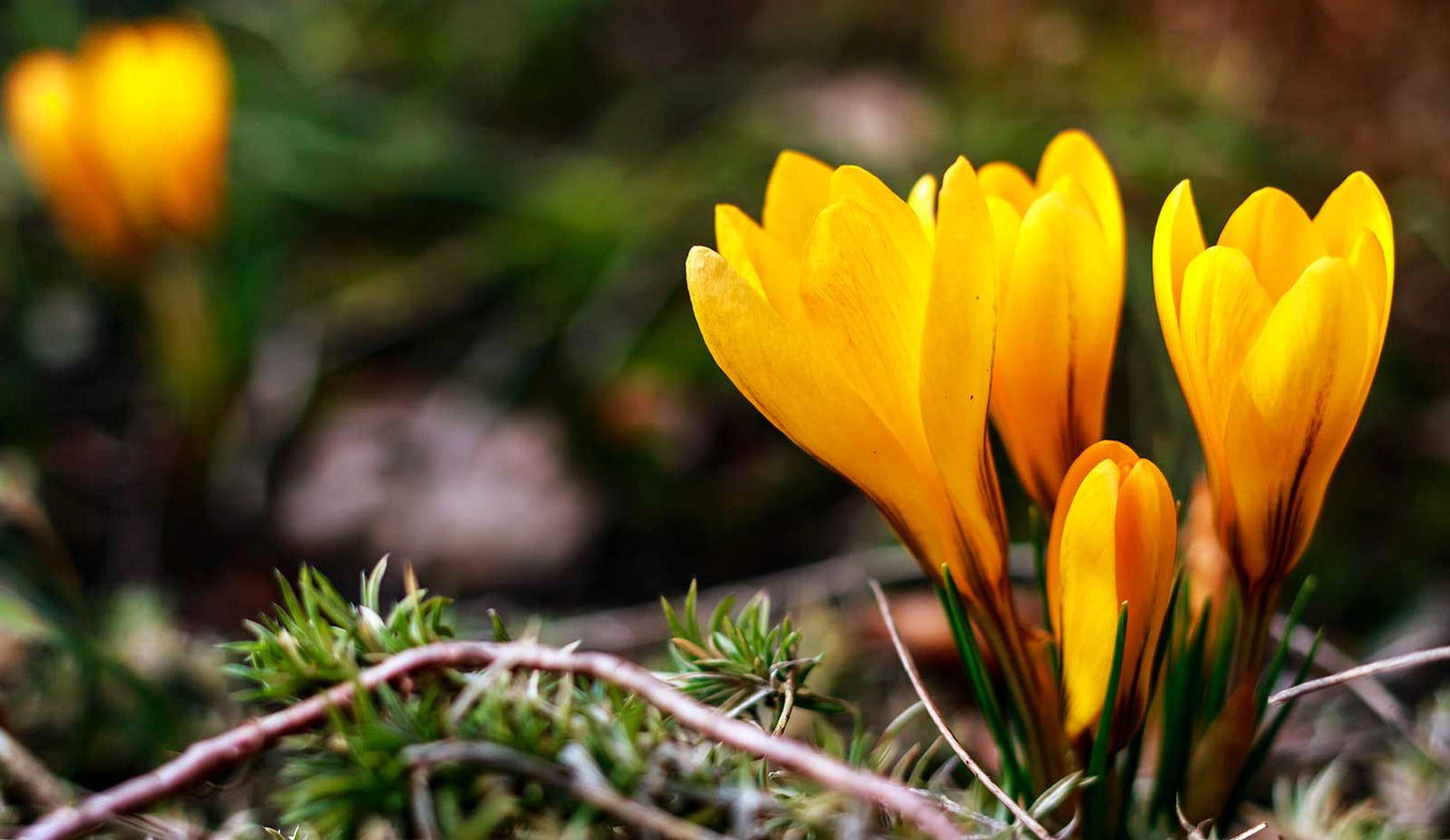 Crocus Chrysanthus Romance Yellow Bulbs