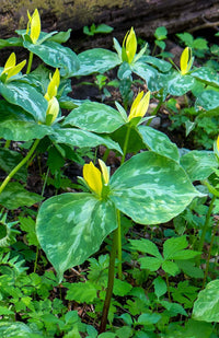 Yellow Trillium