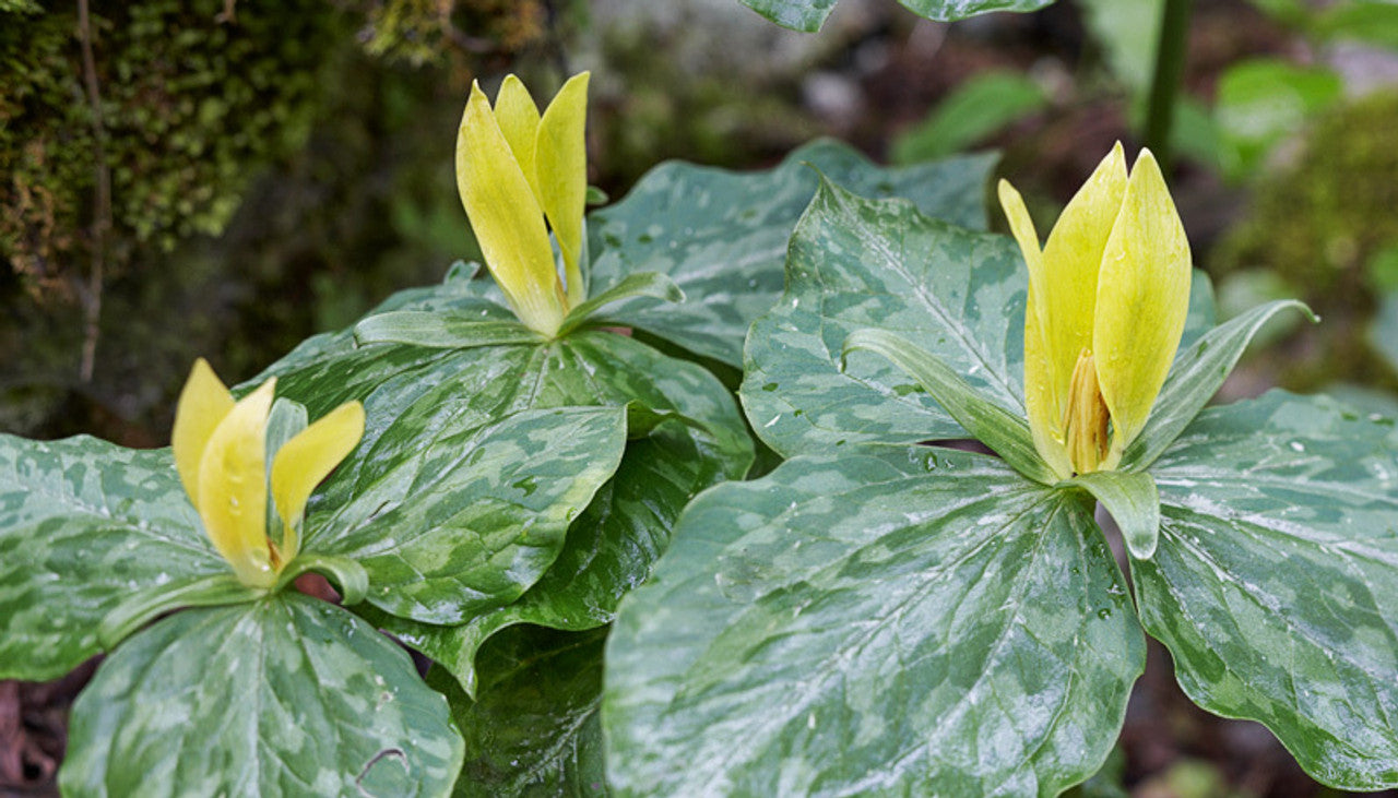 Yellow Trillium