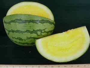 Amarillo – Watermelon Seed