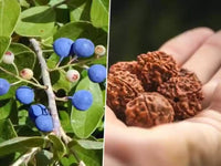 Sacred Rudraksha Tree Seeds