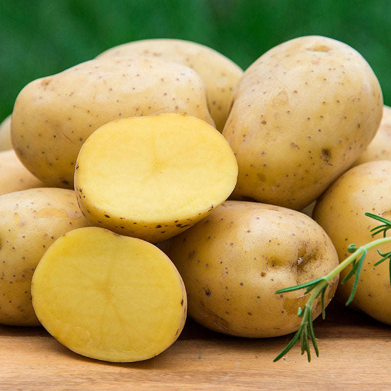 Yukon Gold – Organic Seed Potatoes