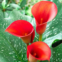 Calla Lily Random Color Bulb