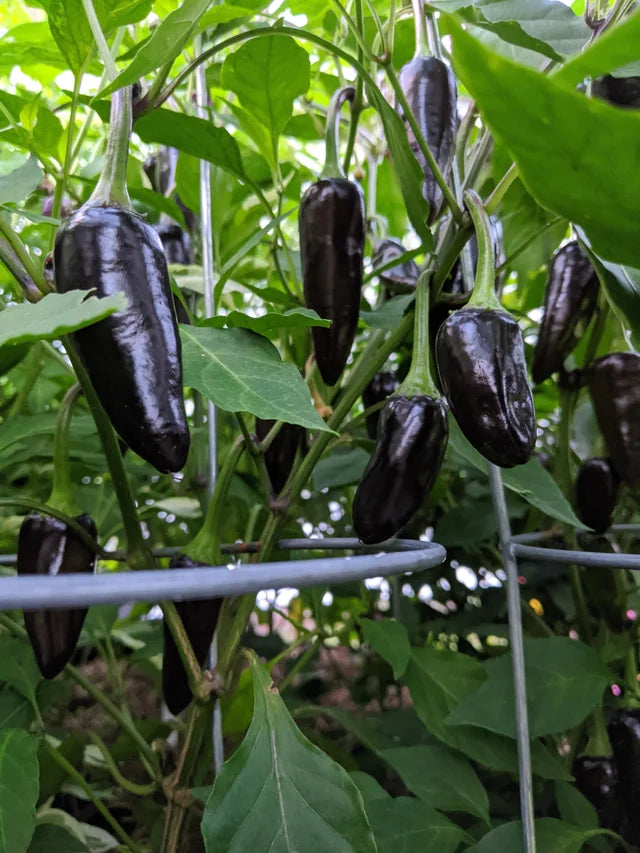 Chilli- Hungarian Black