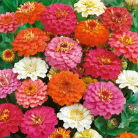 Oklahoma Formula Mix Improved Zinnia