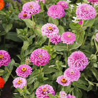 Zinnia- Benary's Giant Lilac 250 seeds