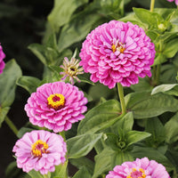 Zinnia- Benary's Giant Lilac 250 seeds