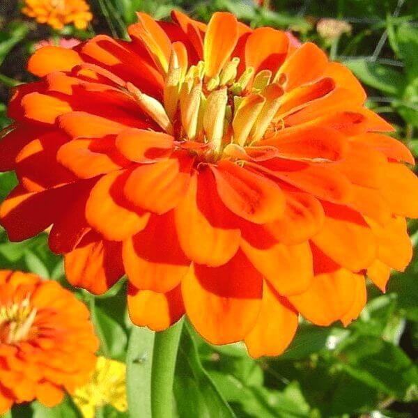 Zinnia- Benary's Giant Orange