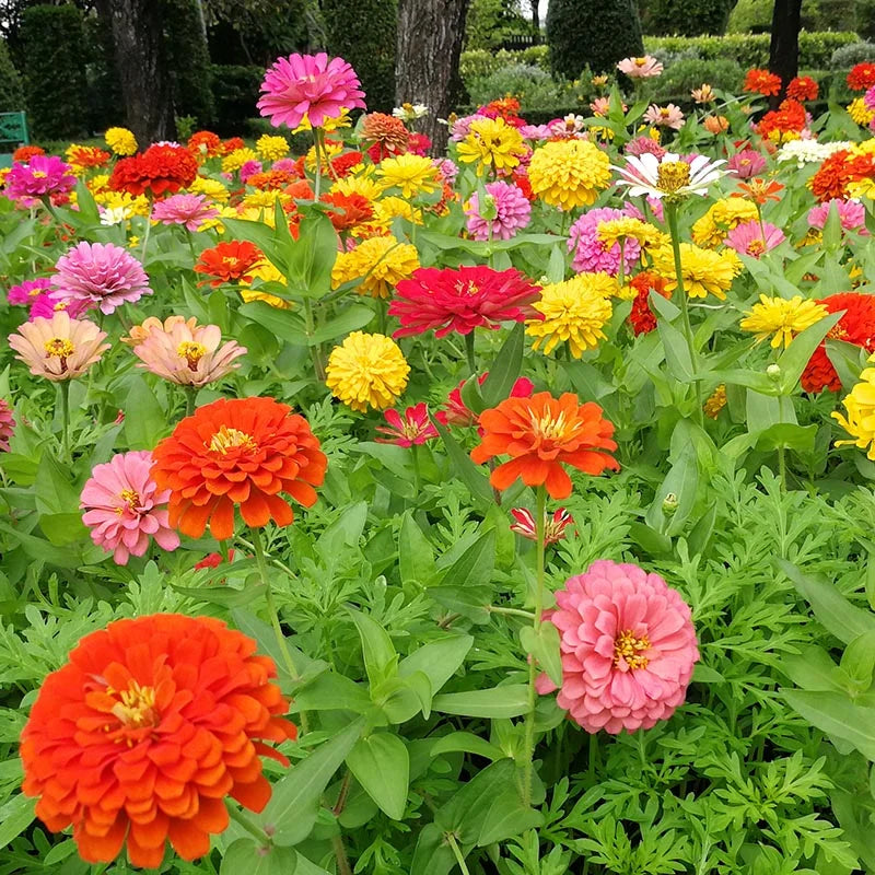 Zinnia Dahlia Mixed Color Seeds