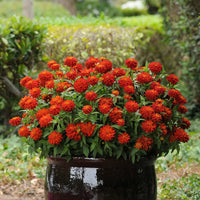 Double Zahara Fire – Zinnia Seed