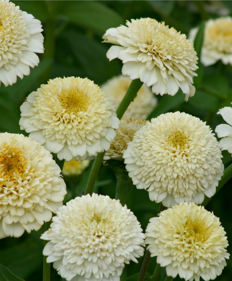 Zinnia- Zinderella White