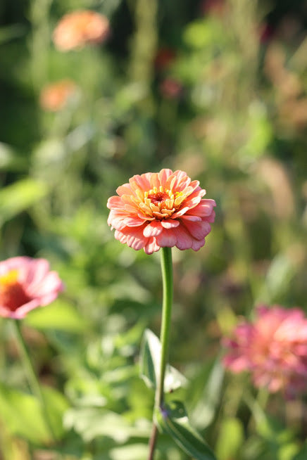 Oklahoma Salmon – Zinnia Seed