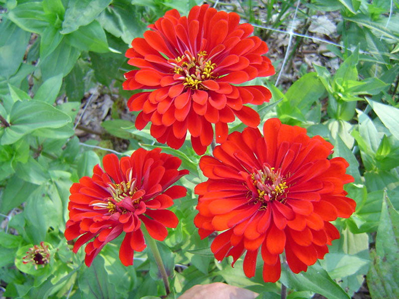 Zinnia- Benary's Giant Scarlet