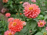 Senora – Zinnia Seed