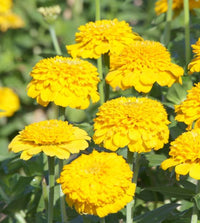 Zinnia- Zinderella Yellow