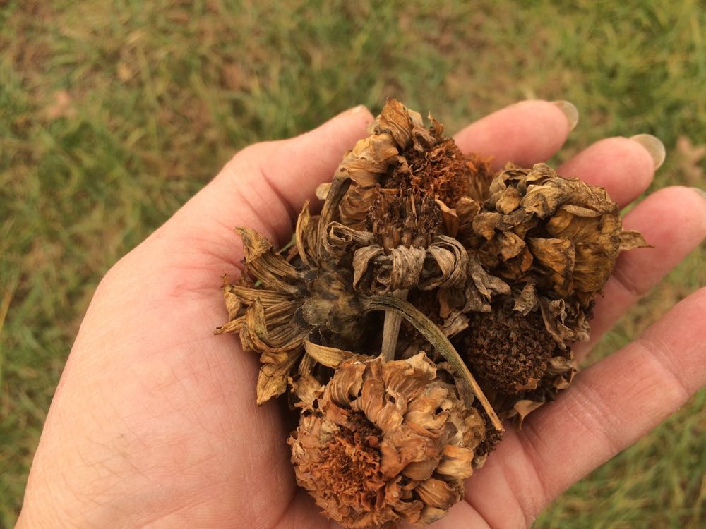 Zinnia Seeds