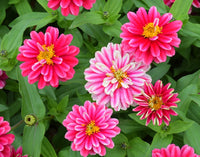 Double Zahara Raspberry Ripple – Zinnia Seed