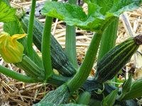 Zucchini- Costata Romanesco