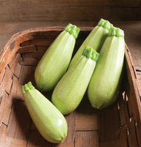 Zucchini- Italian Light Green